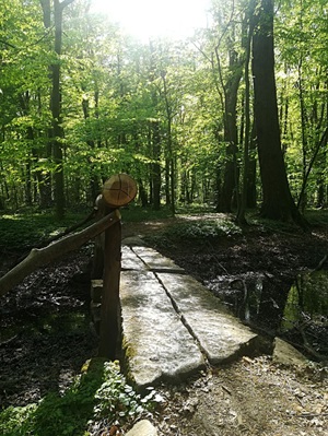 Lasker Auenwald in der Oberlausitzer Heide- und Teichlandschaft