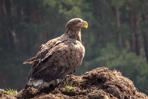 Seeadler in der Oberlausitzer Heide- und Teichlandschaft